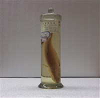 藏品(尖吻鱸)的圖片